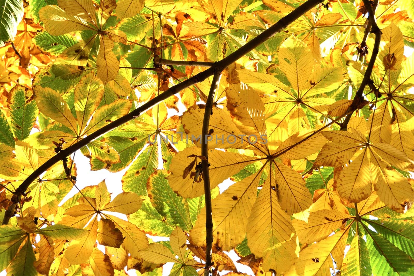 Chestnut tree in autumn
