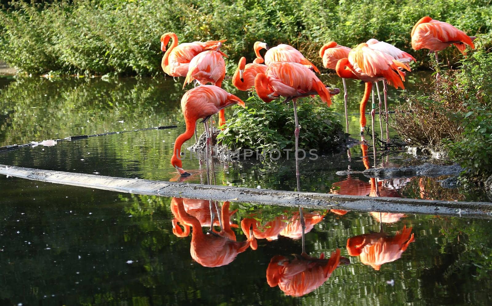 Flamingos
