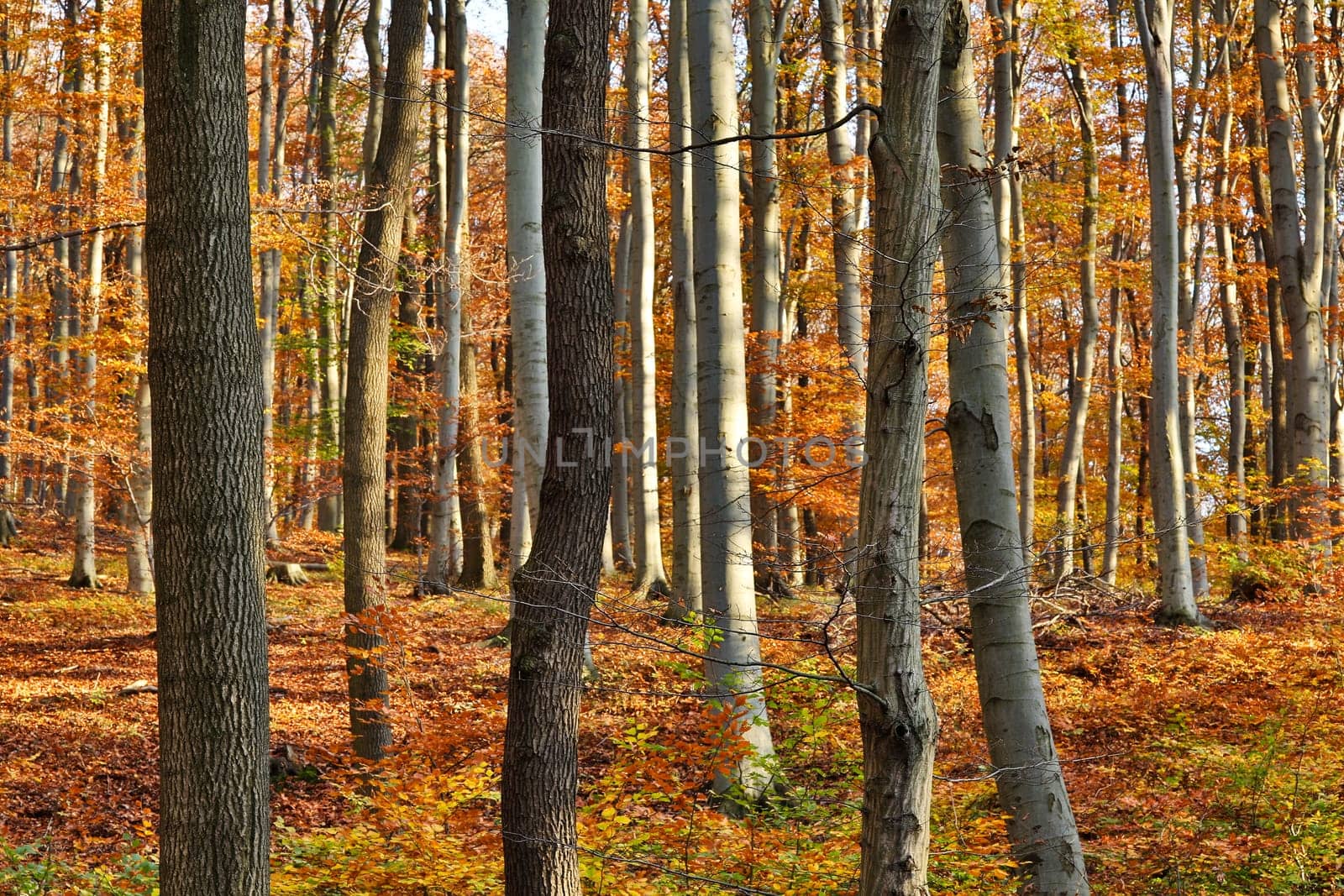 Forest in autumn,landscape with foliage on the ground
