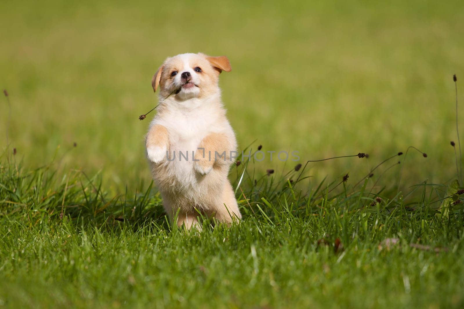 A small funny mongrel puppy plays joyfully in a green meadow.
