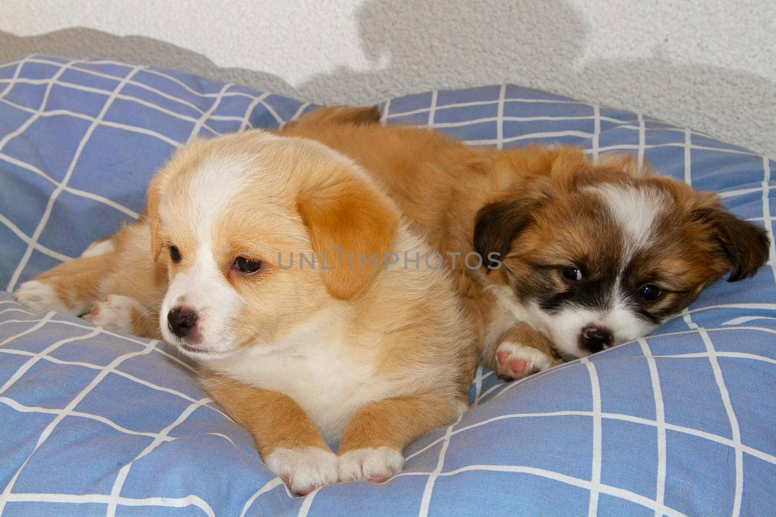 Two 6-week-old puppies cuddle together on their dog blanket.