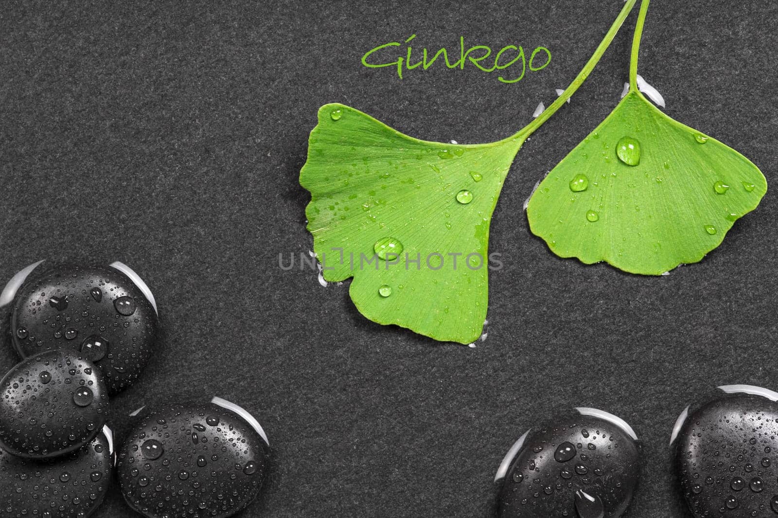 Ginkgo biloba,medical plant
