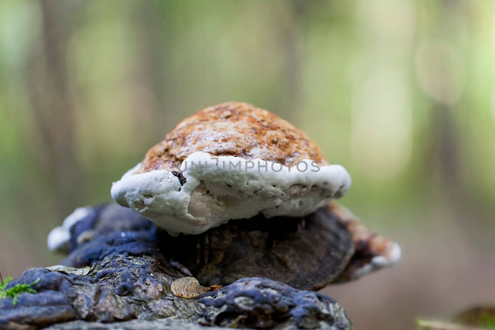 Fire sponge - Phellinus taken on waste wood - macro image