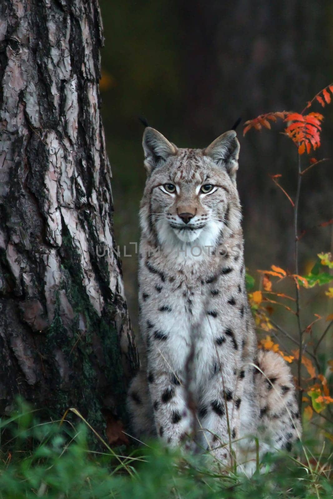 The lynx (Lynx)