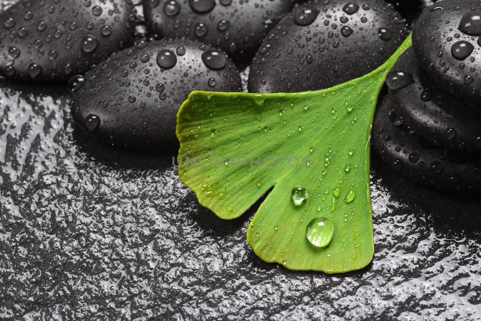 Medical plant,wellness with ginkgo