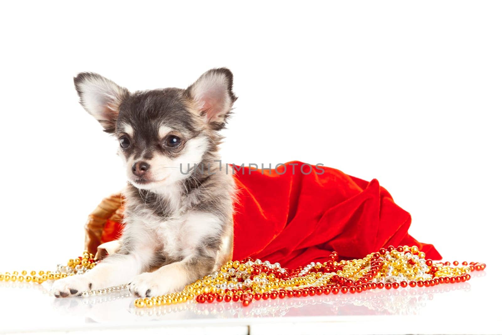 Chihuahua puppy for Christmas