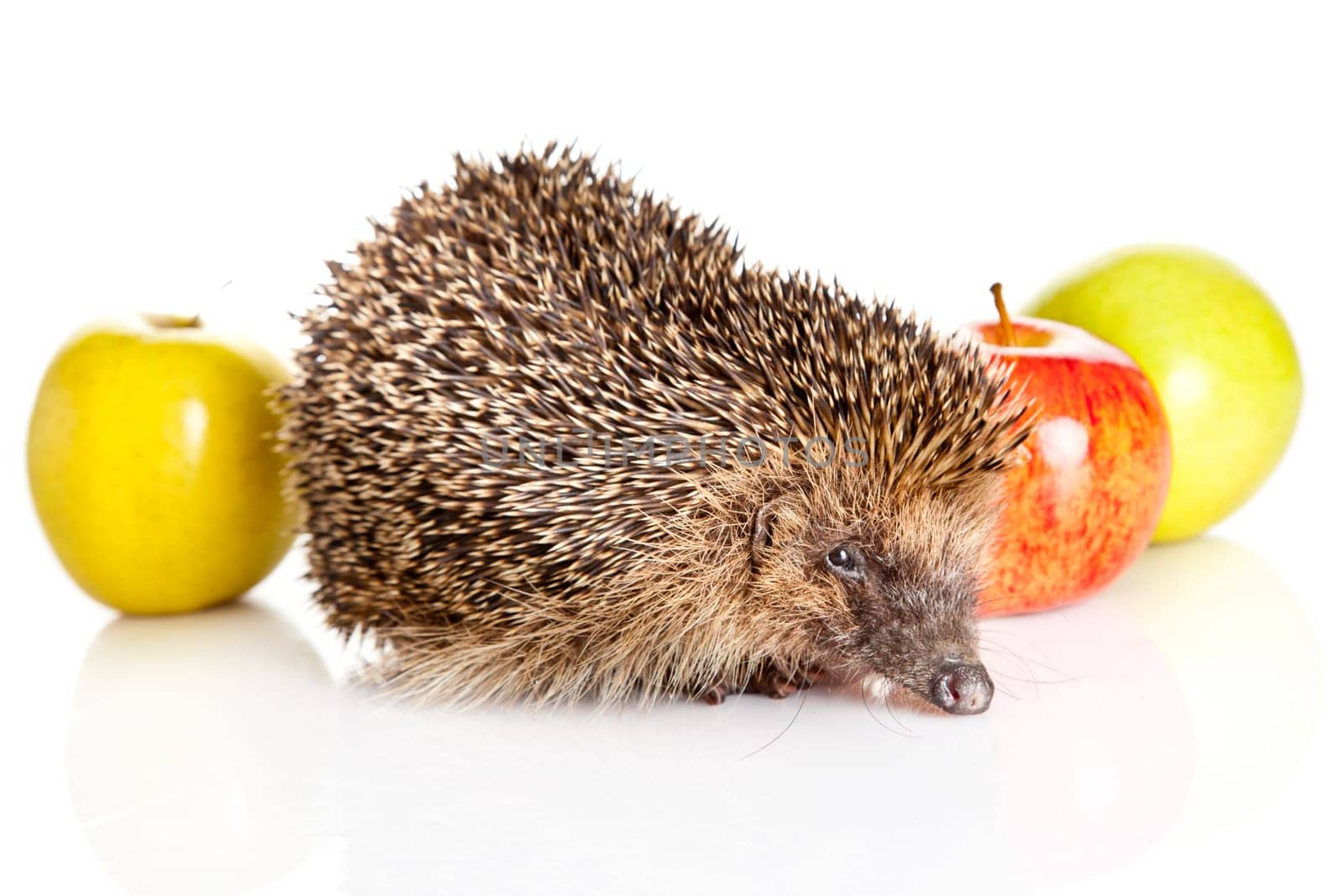 Hedgehog with apple
