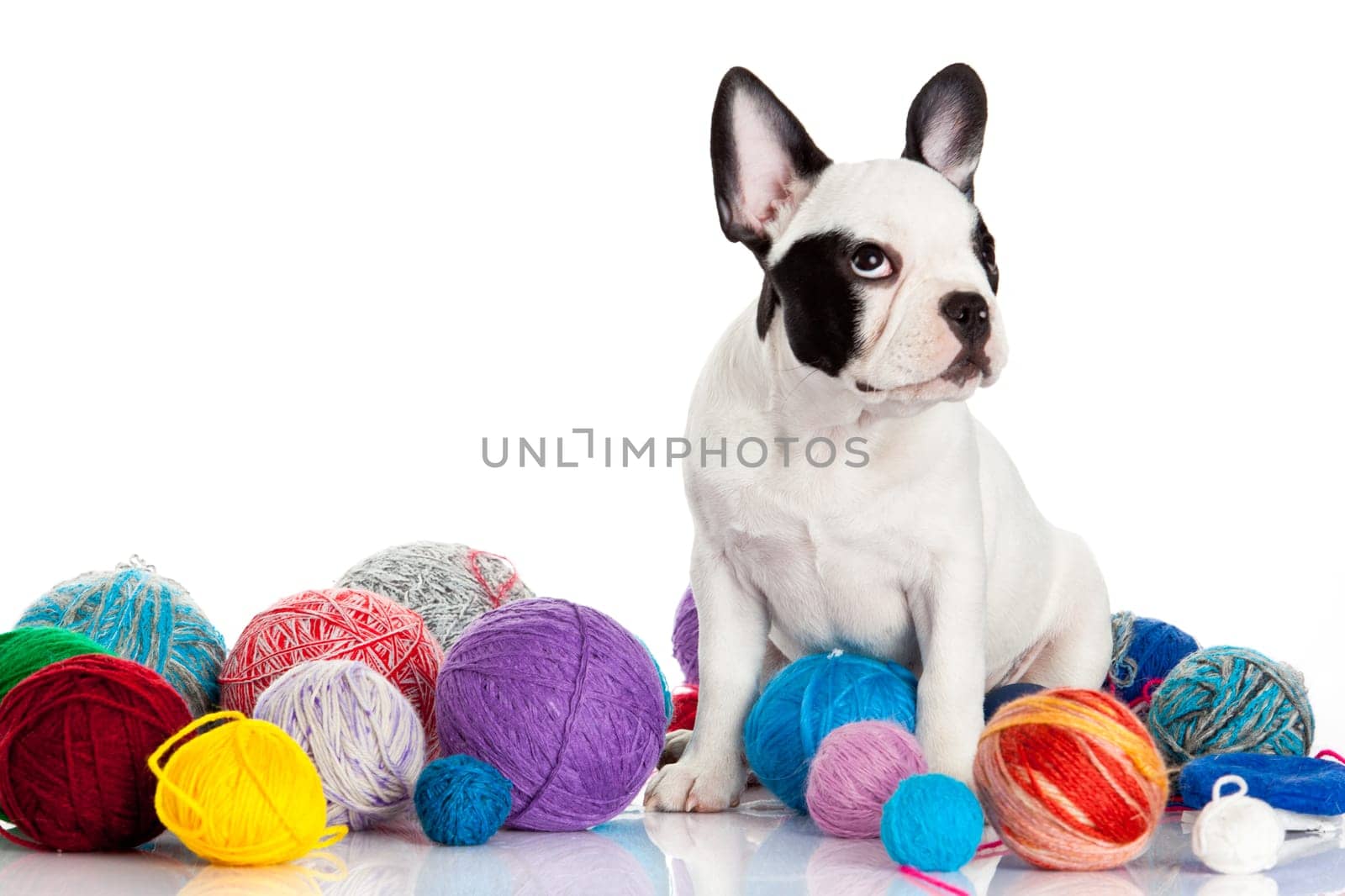 French Bulldog  puppy with a wool balls isolated on white background.