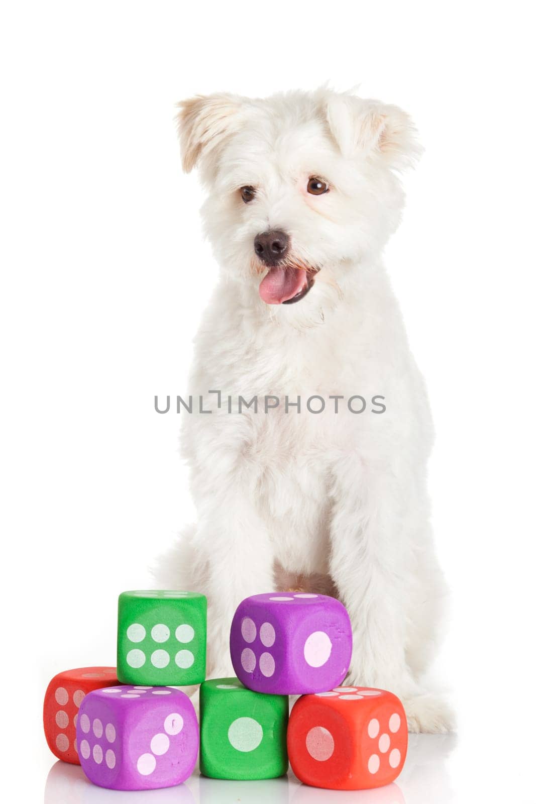 funny dog  with toys isolated on white
