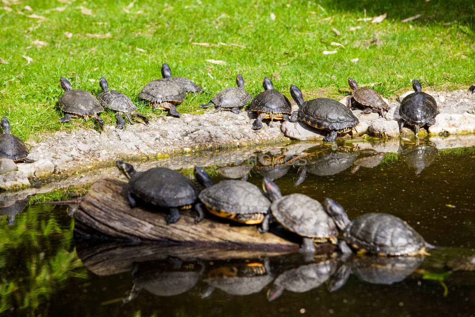 Turtles Sunning. Tortoises Doing Sunbath
