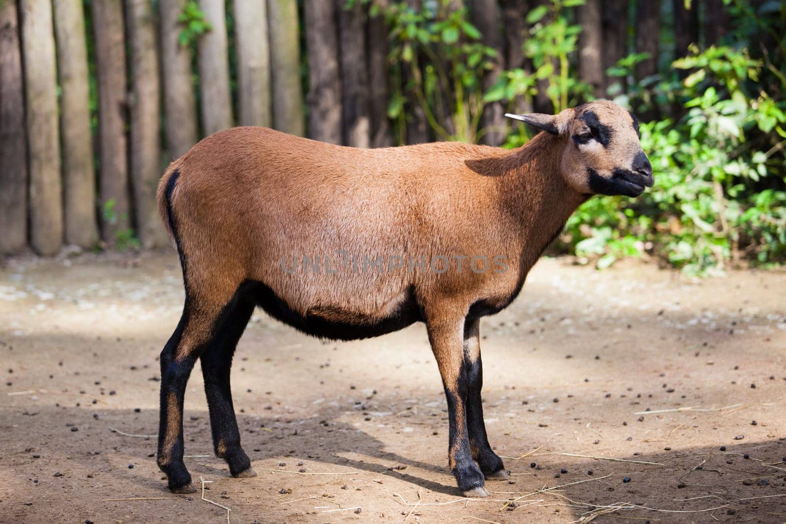 Goat