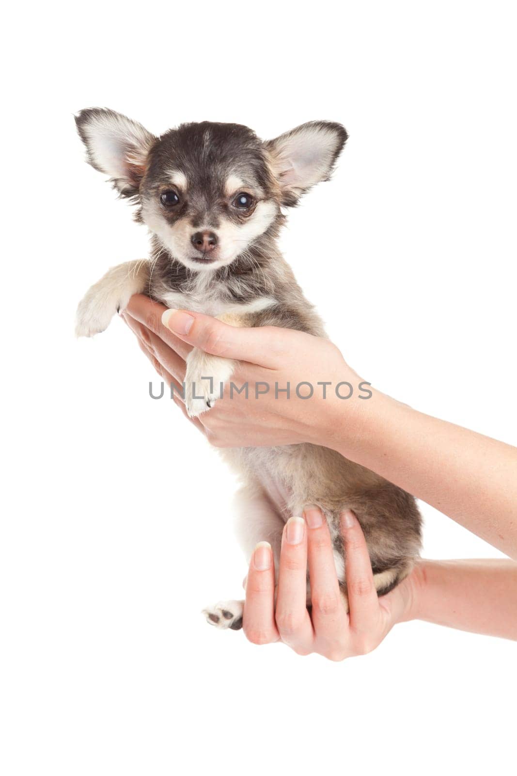 Hands holding puppy.little puppy sitting on the palm. chihuahua dog isolated on white background