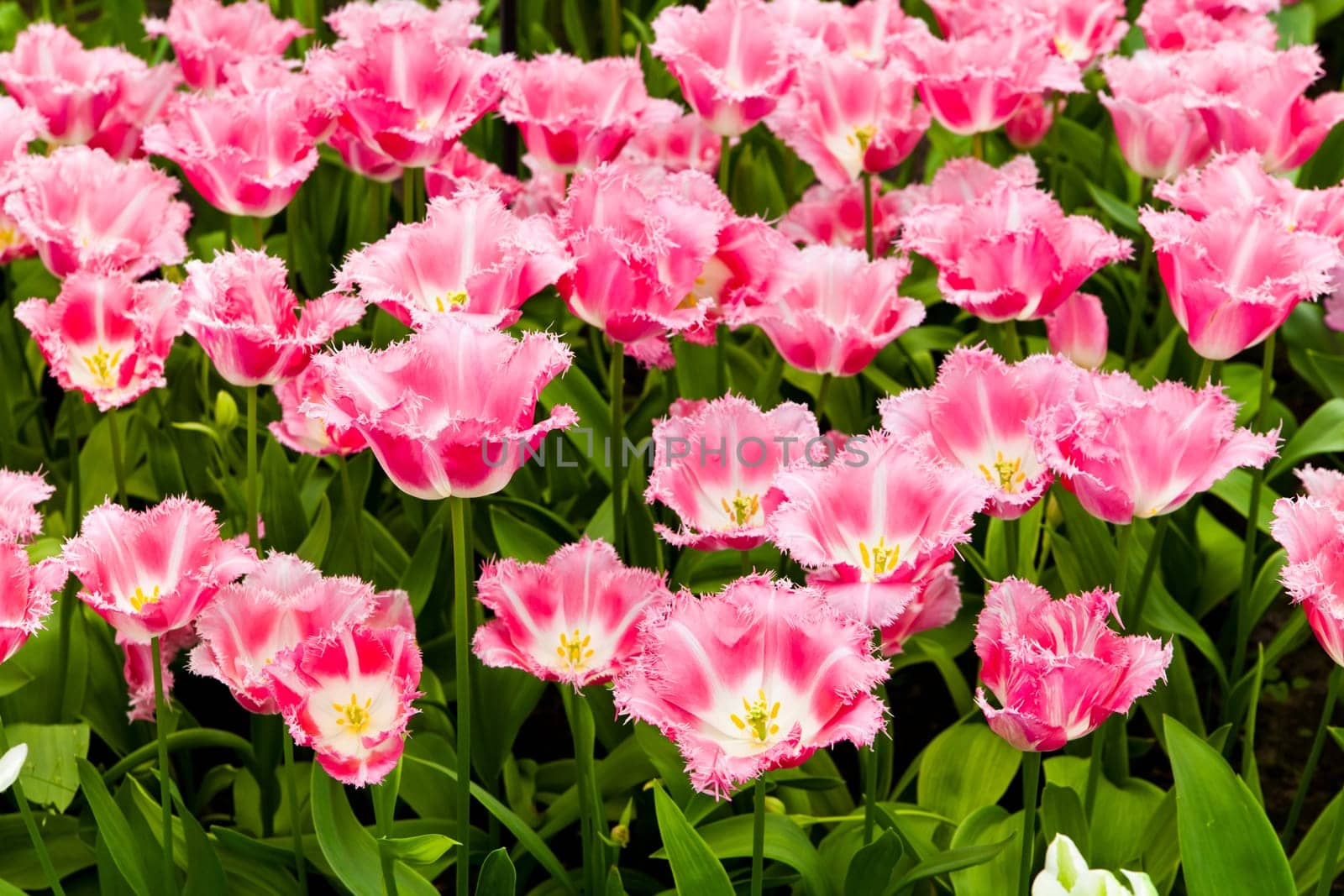 beautiful tulips field. Beautiful spring flowers. background of flowers