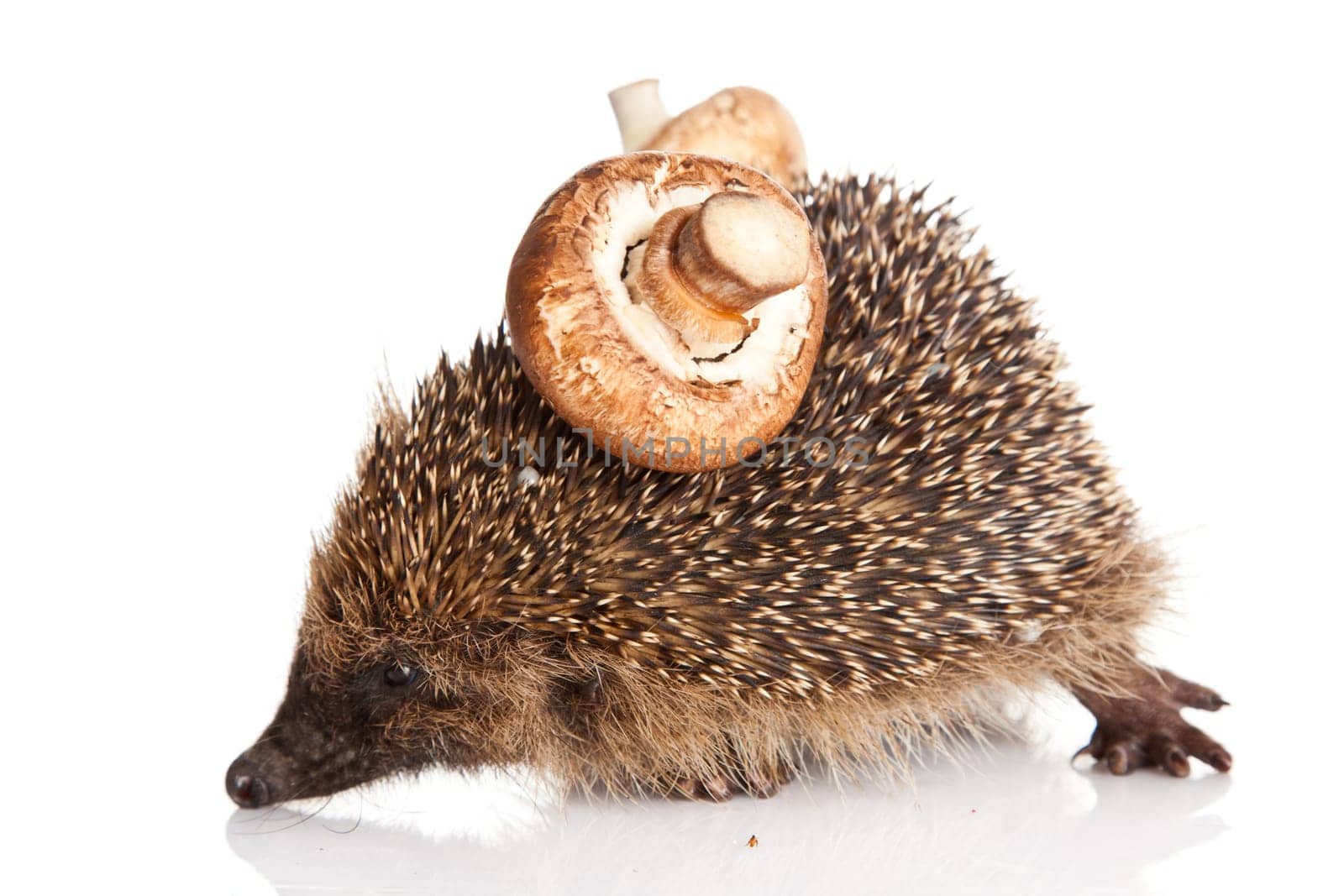hedgehog on a white background. Hedgehog with mushroom
