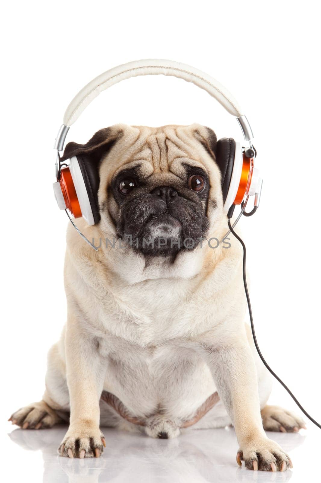 dog listening to music. Pug Dog isolated on White Background