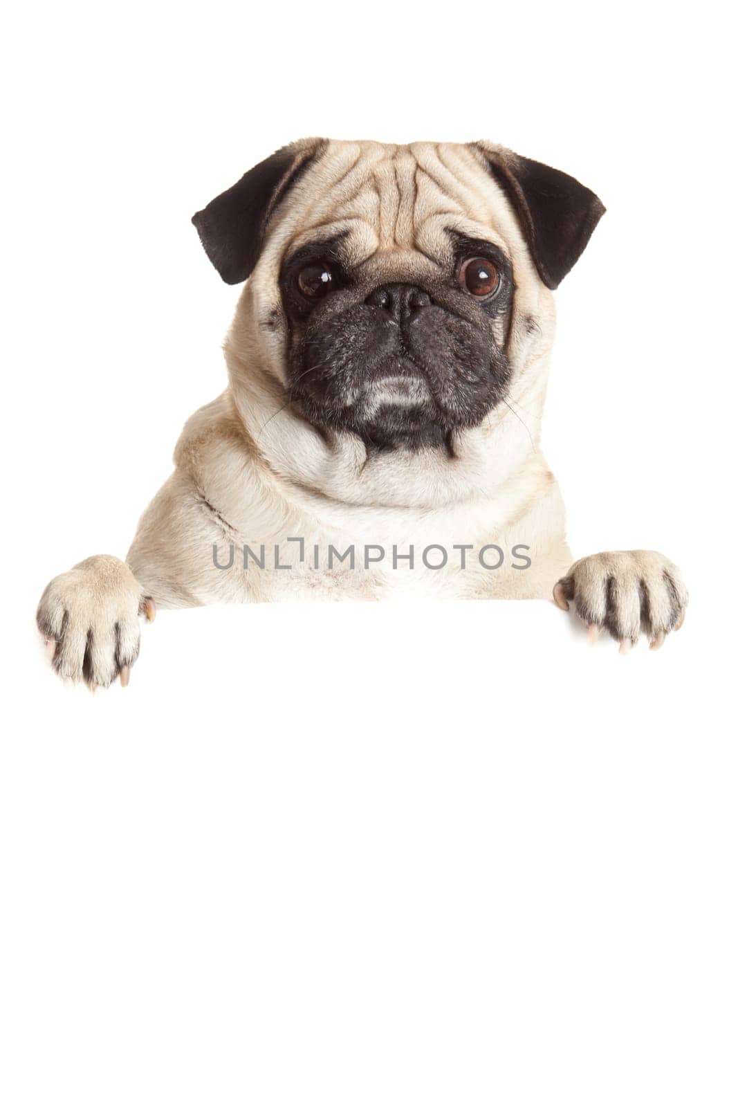 Pug Dog  with blank billboard. Dog above banner or sign. Pug dog portrait over white background