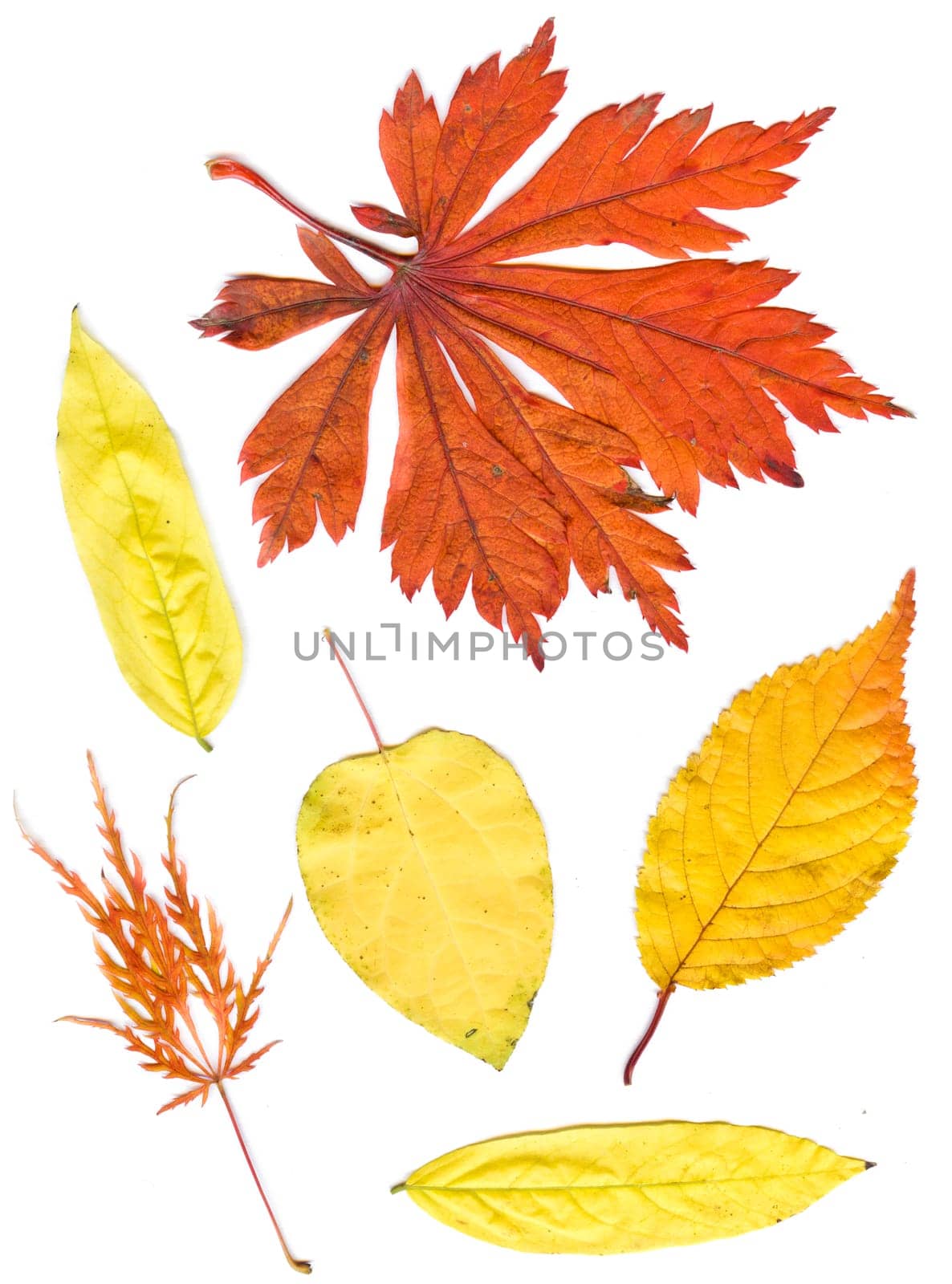 collection beautiful colorful autumn leaves isolated on white background.   colorful common Fall leaves
