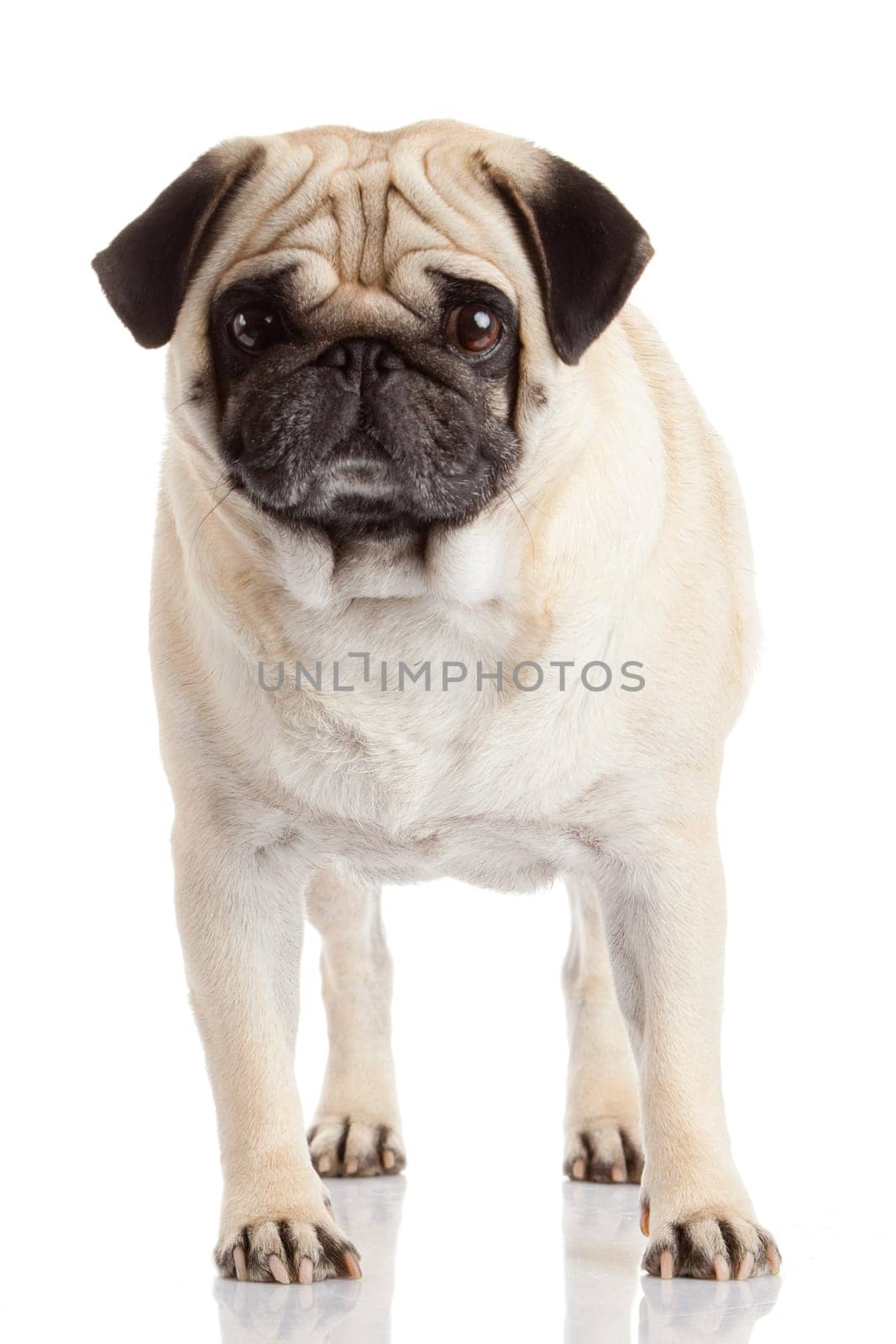 pug dog isolated on a white background