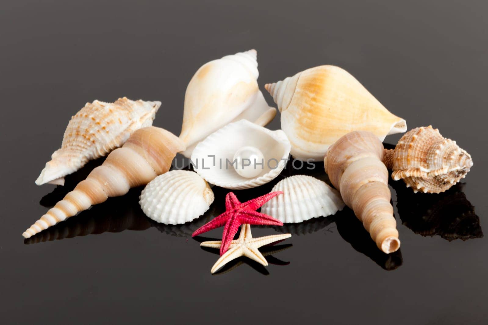 The exotic sea shell . treasure from the sea