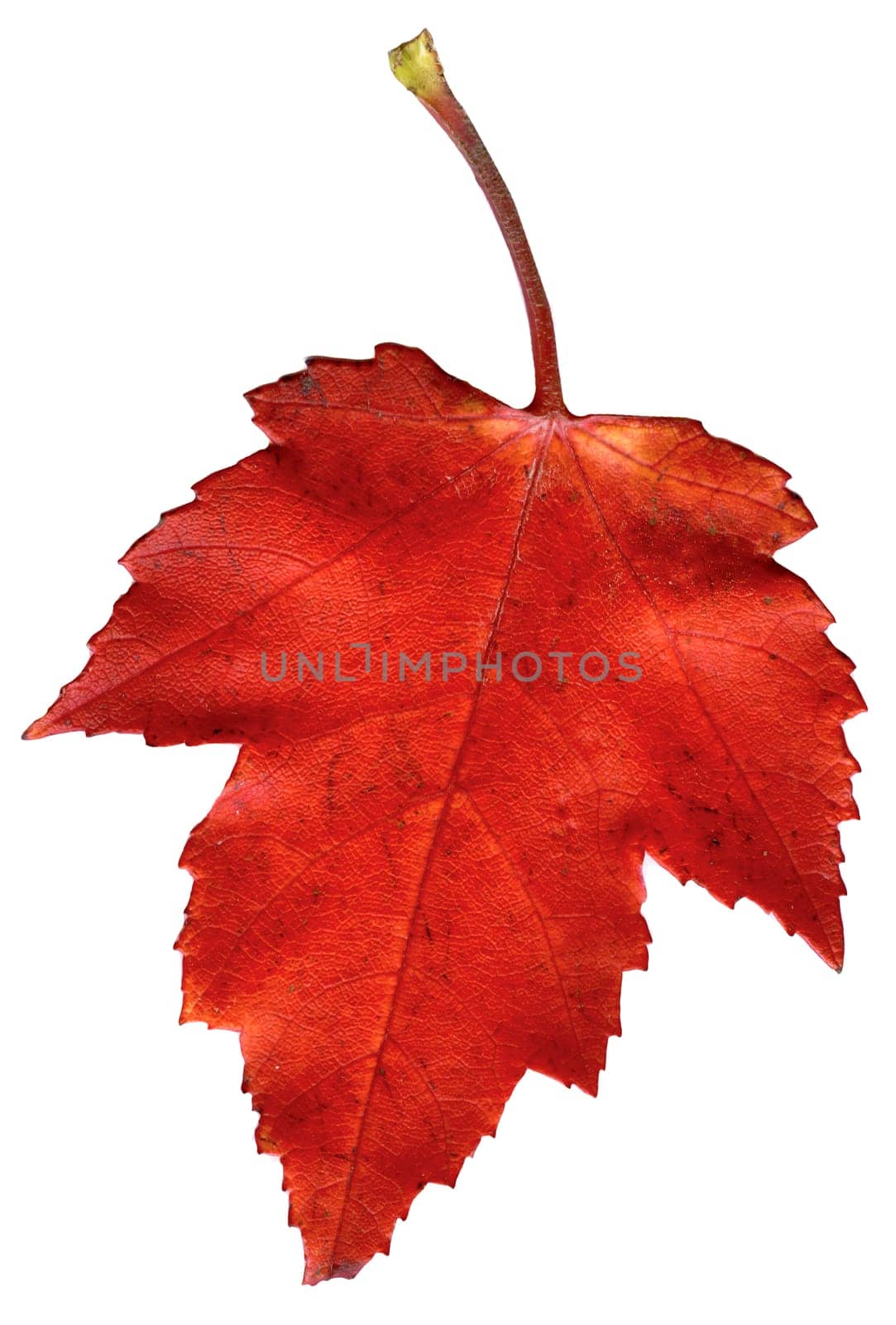 Colorful autumn leave isolated on white.