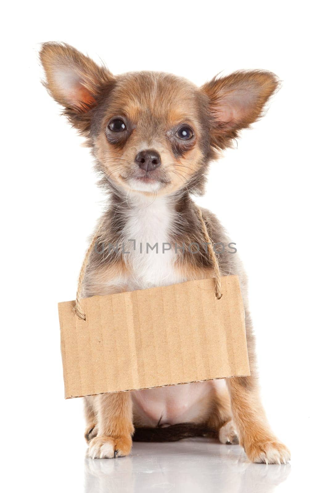 Chihuahua puppie  with empty cardboard.  Dog holding a homeless