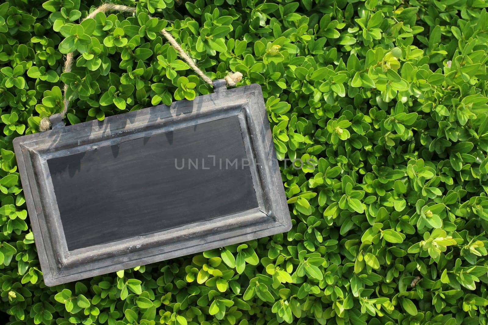 Blackboard with box tree,boxwood