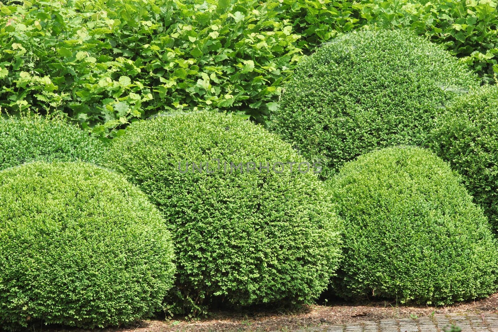 Boxwood balls,box tree