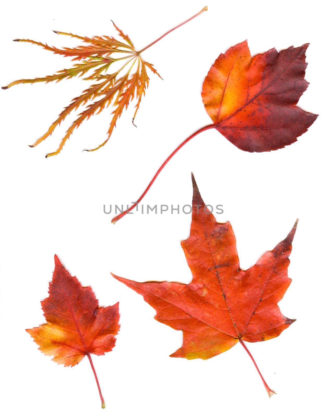 collection beautiful colorful autumn leaves isolated on white background.   colorful common Fall leaves