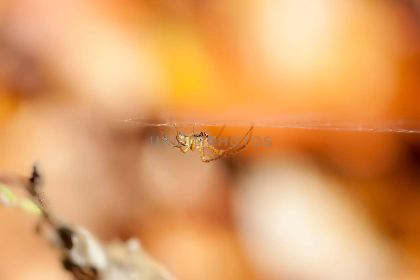 Autumn spider - Metellina in web - macro image