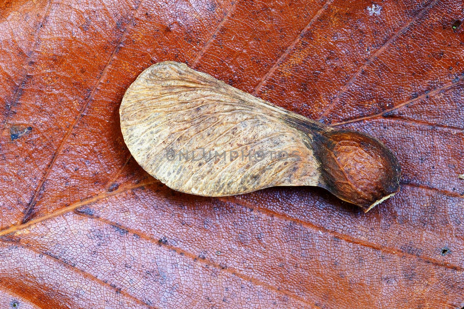 Leaf in autumnal colours - Maple fruit - Macro shot