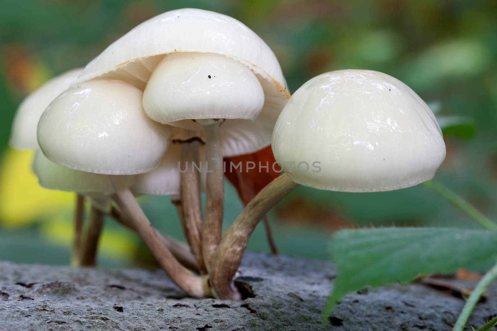 Beech slime - Oudemansiella mucida in a macro image