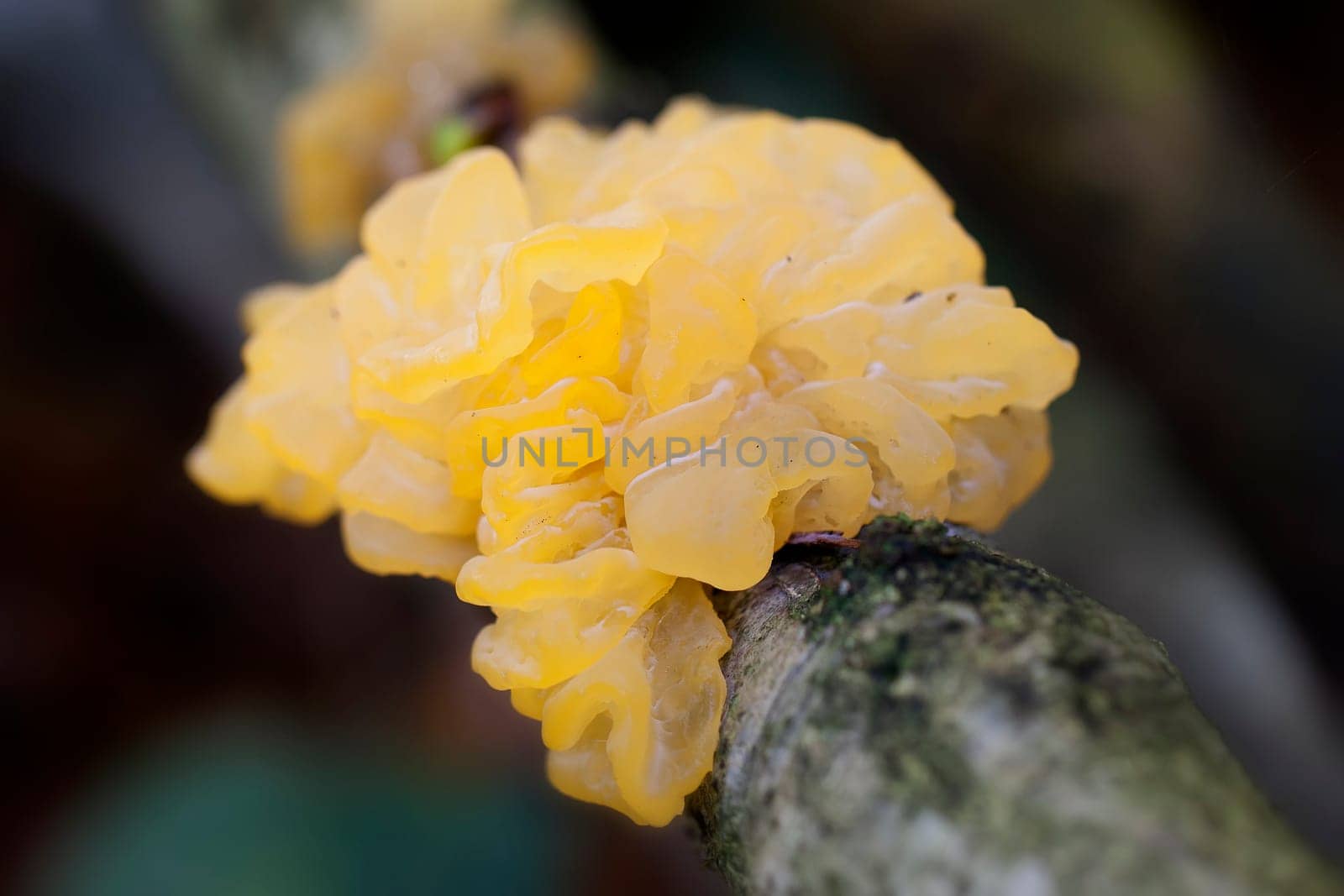Golden yellow trembling taken on reclaimed wood - macro image