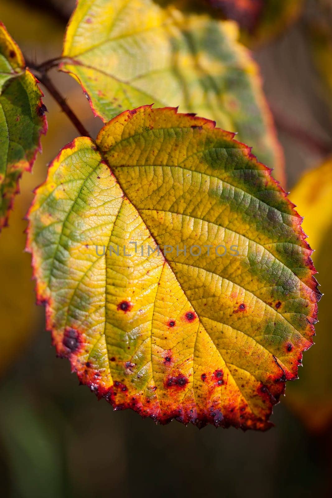 Leaf in autumnal colours - macro shot