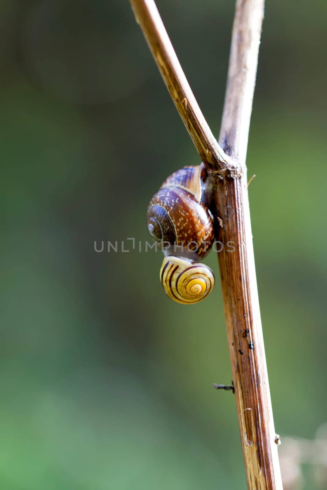 Two grove ribbon snails hanging from each other - macro image