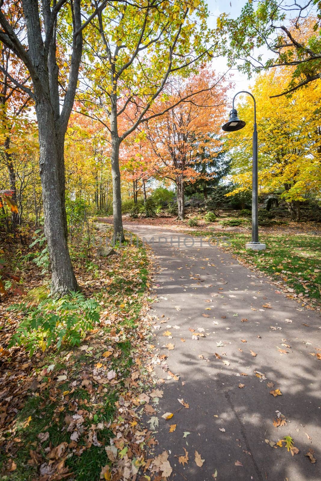Road in a park during beautiful fall time