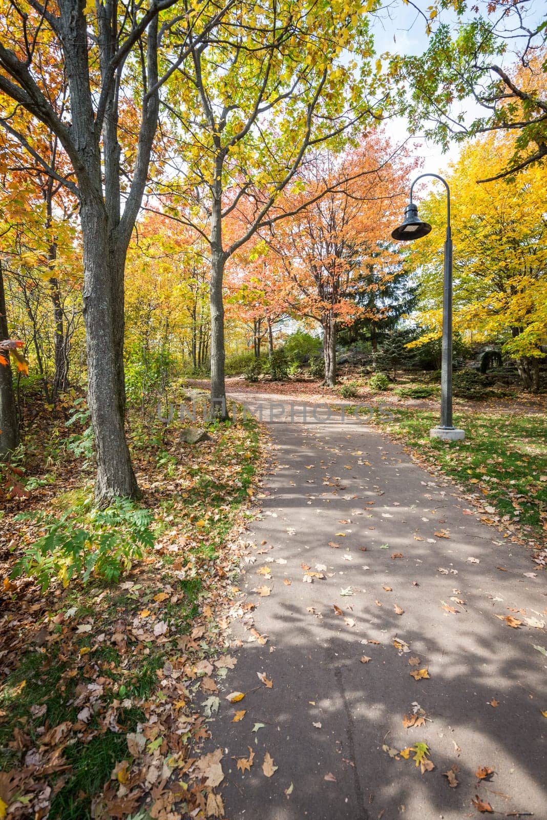 Road in a park during beautiful fall time