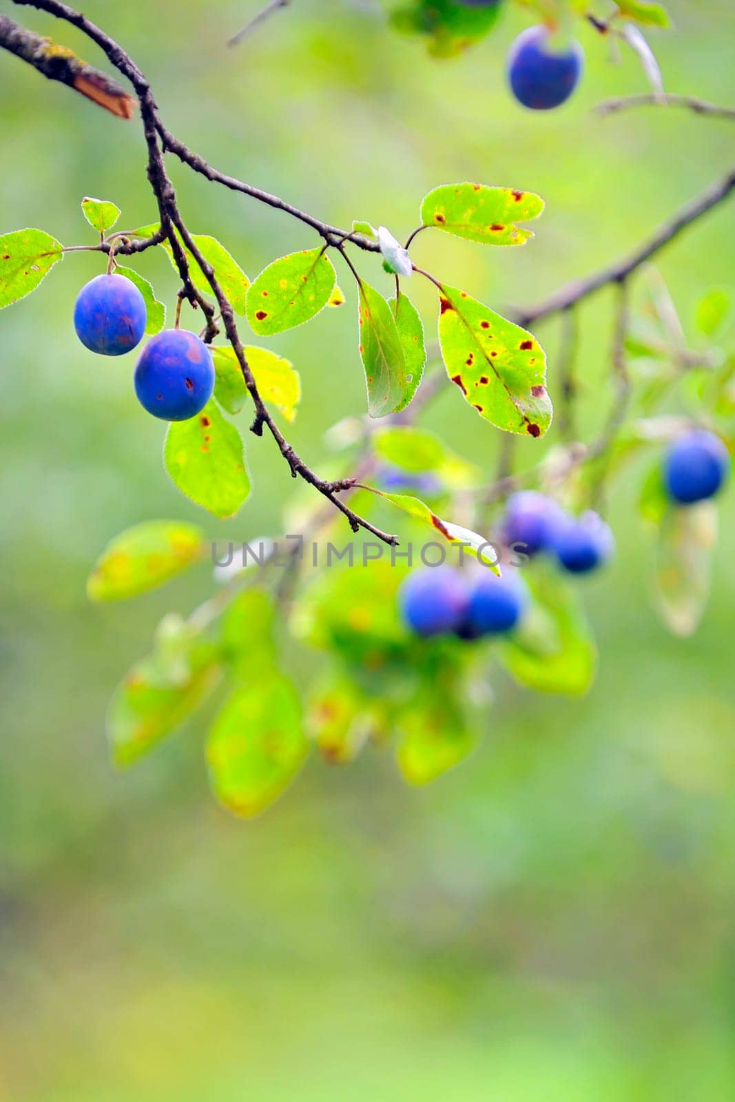 Ripe plums on the tree in natural background