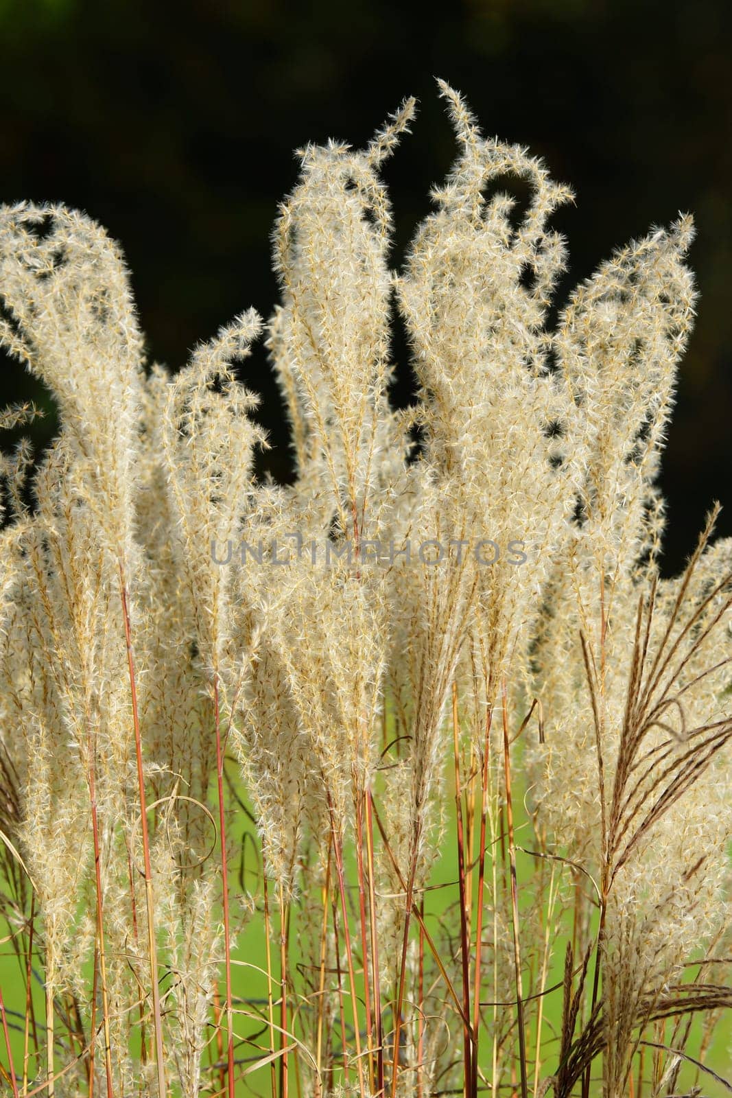 American pampas grass