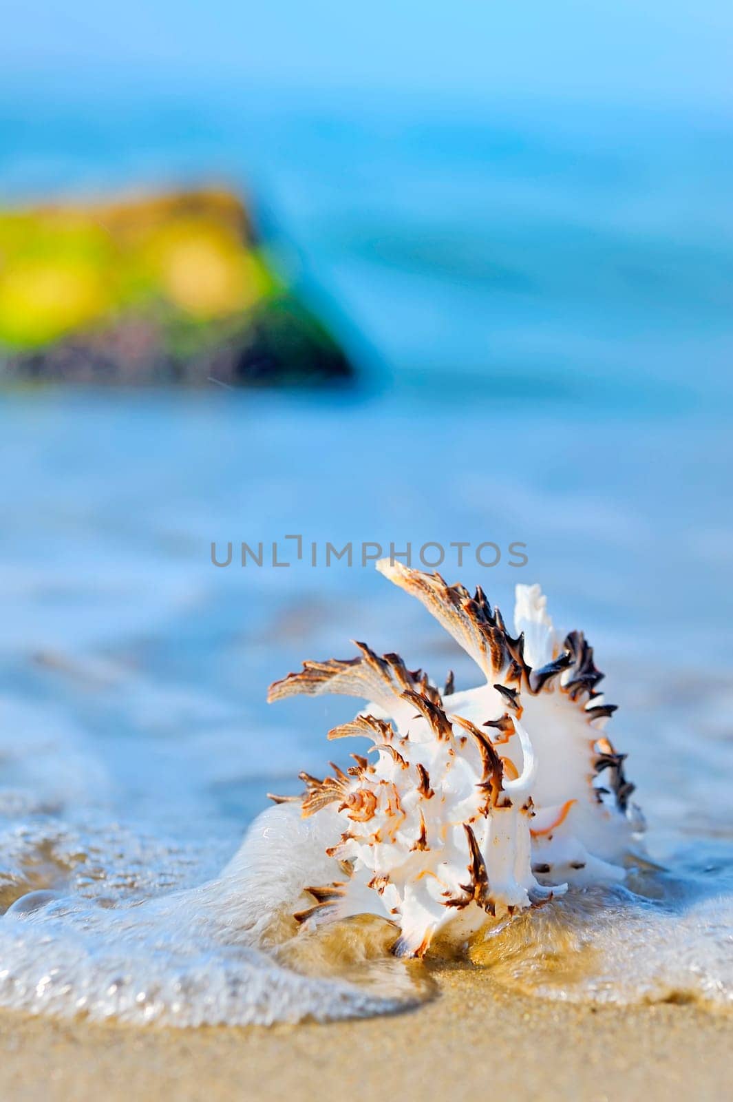 seashell on the seashore shoot in a natural background