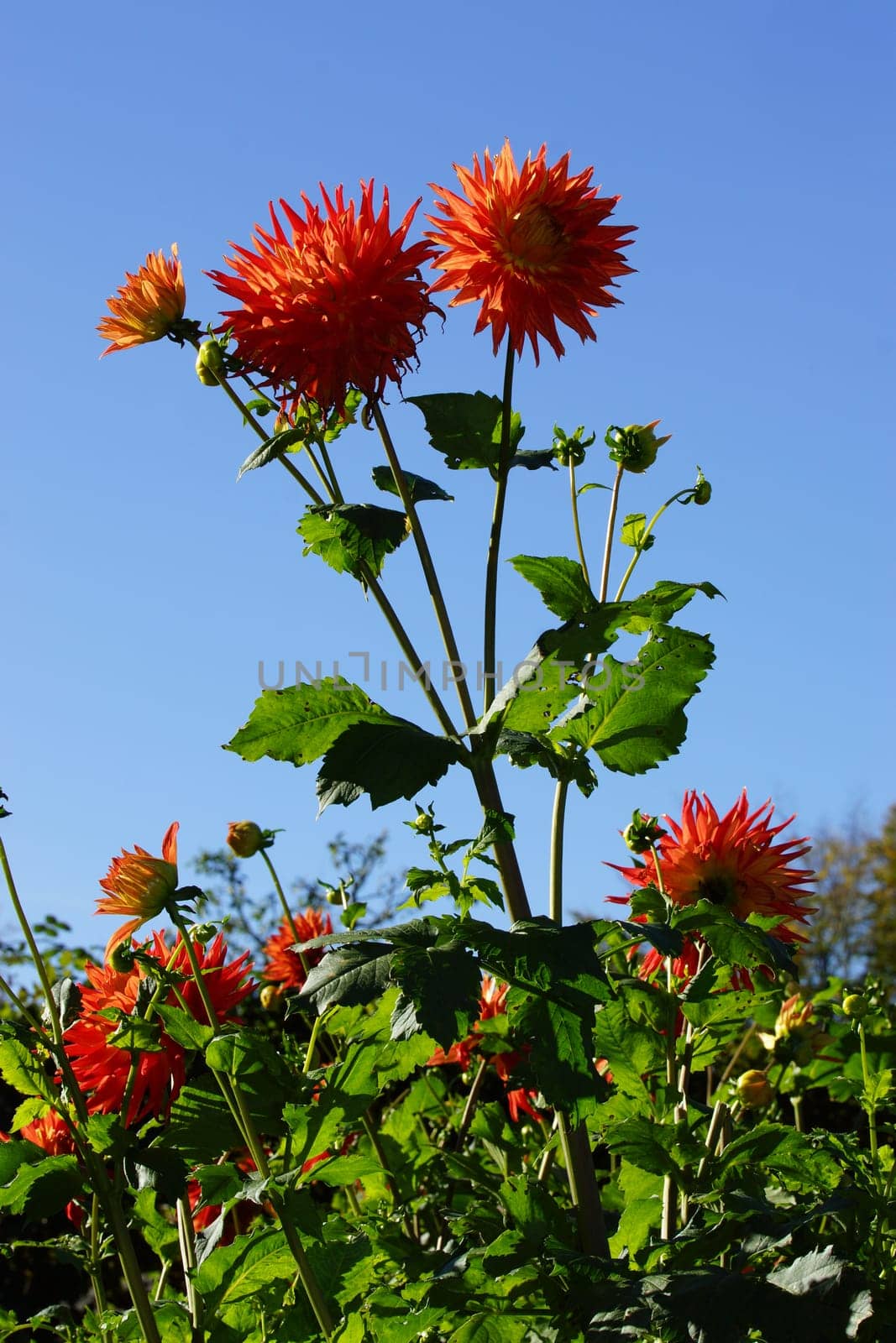 Very large red dahlias