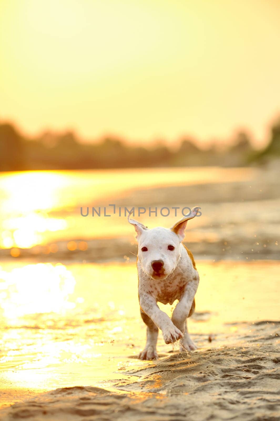 American Staffordshire terrier running on river edge