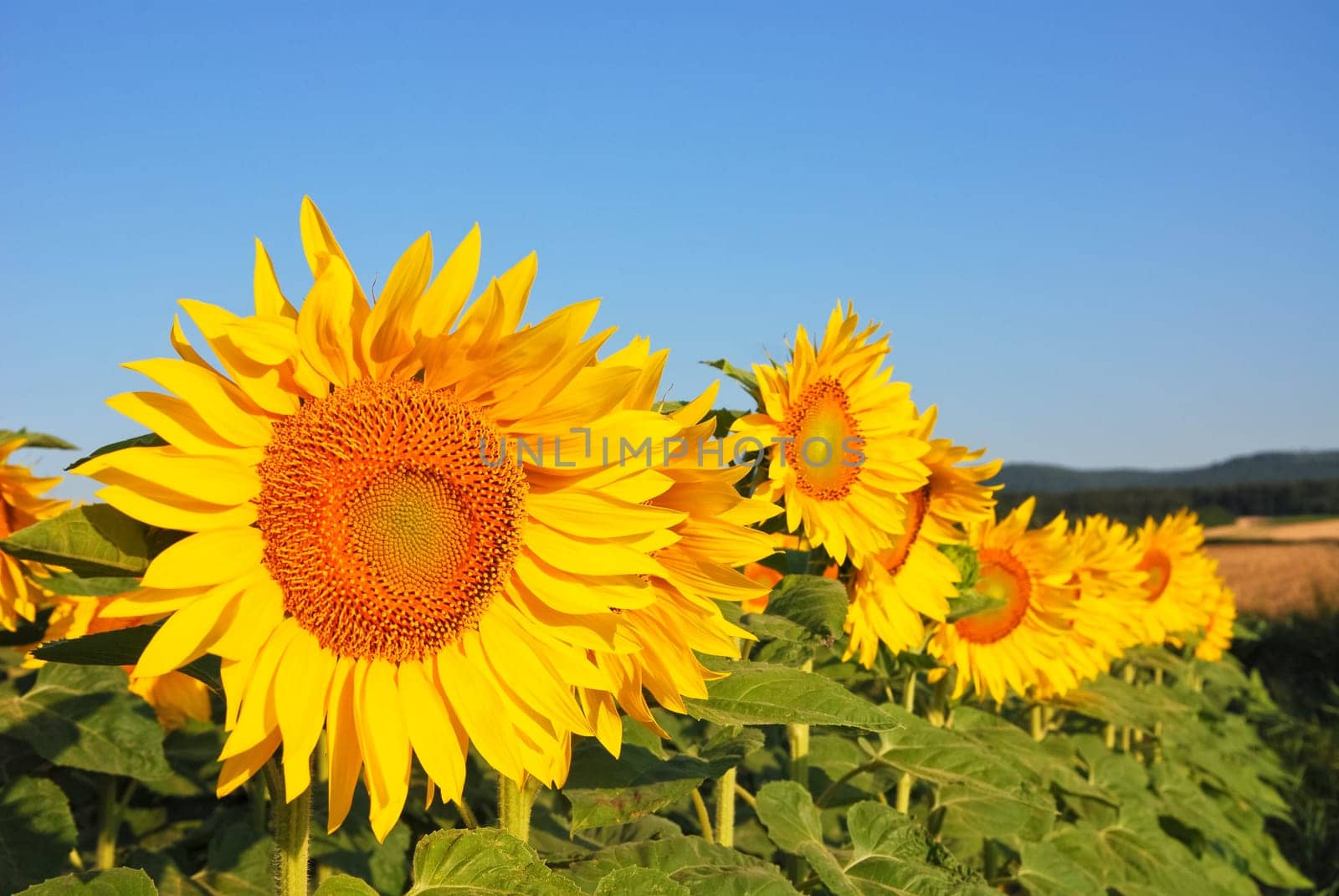 Flowering of the sunflower