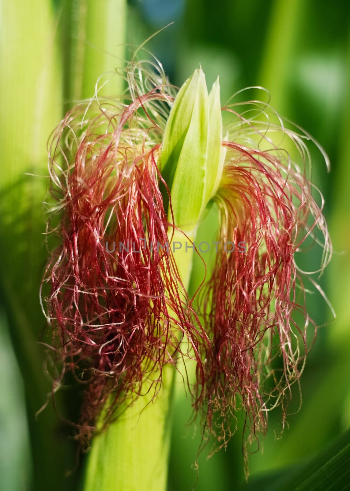 Hub fibers on a corncob in the field
