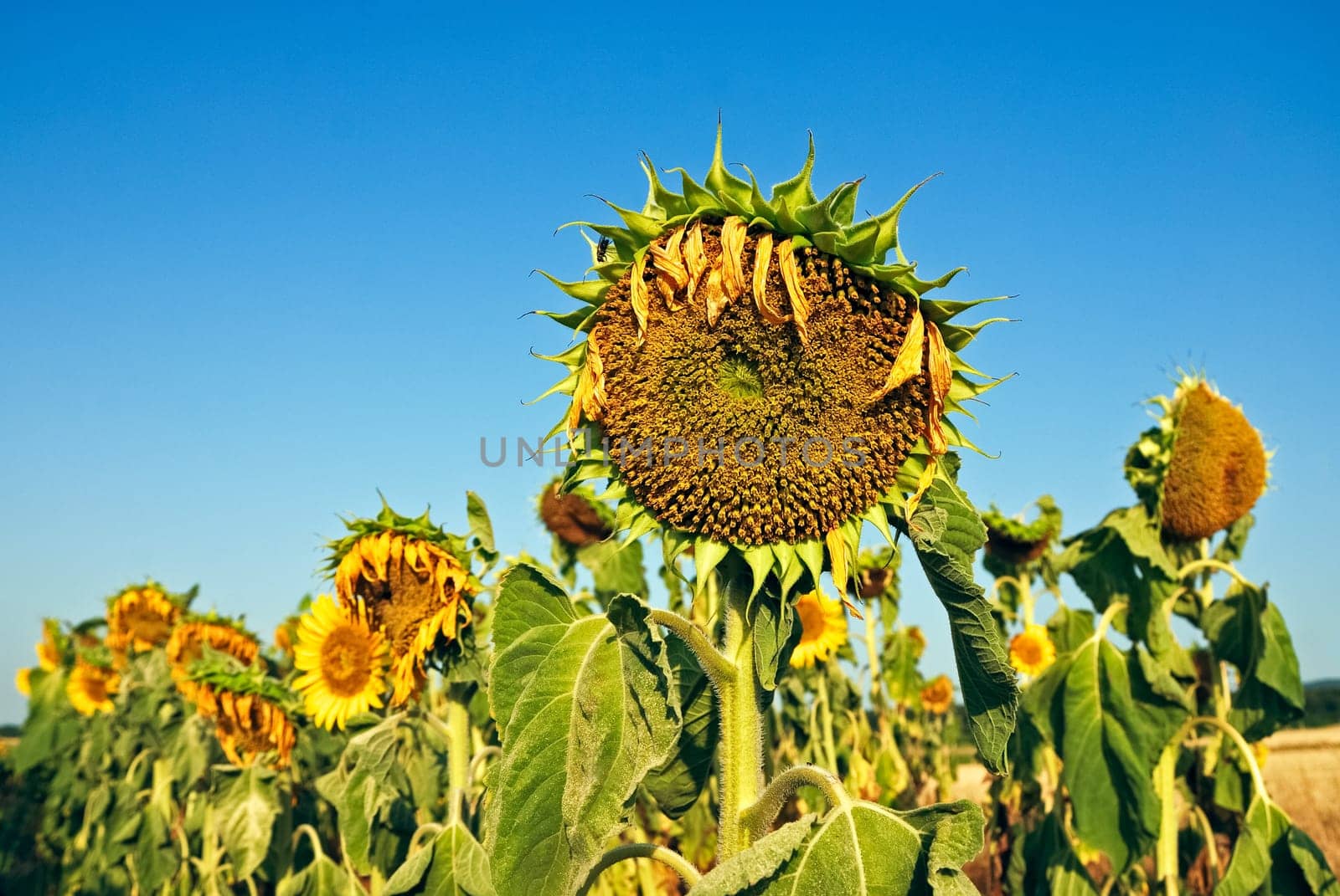 Several sunflowers on the plantation
