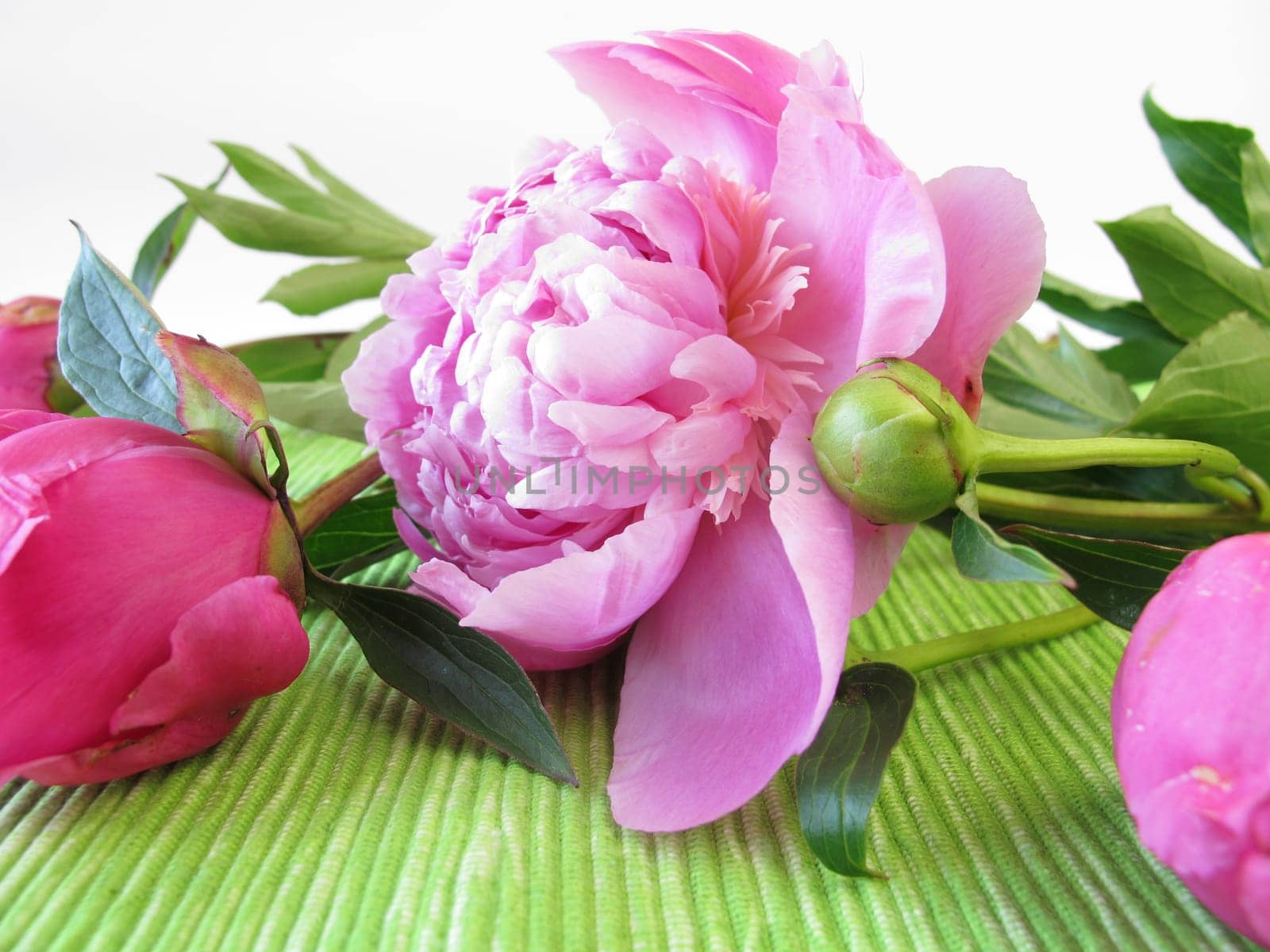 A bouquet of peonies