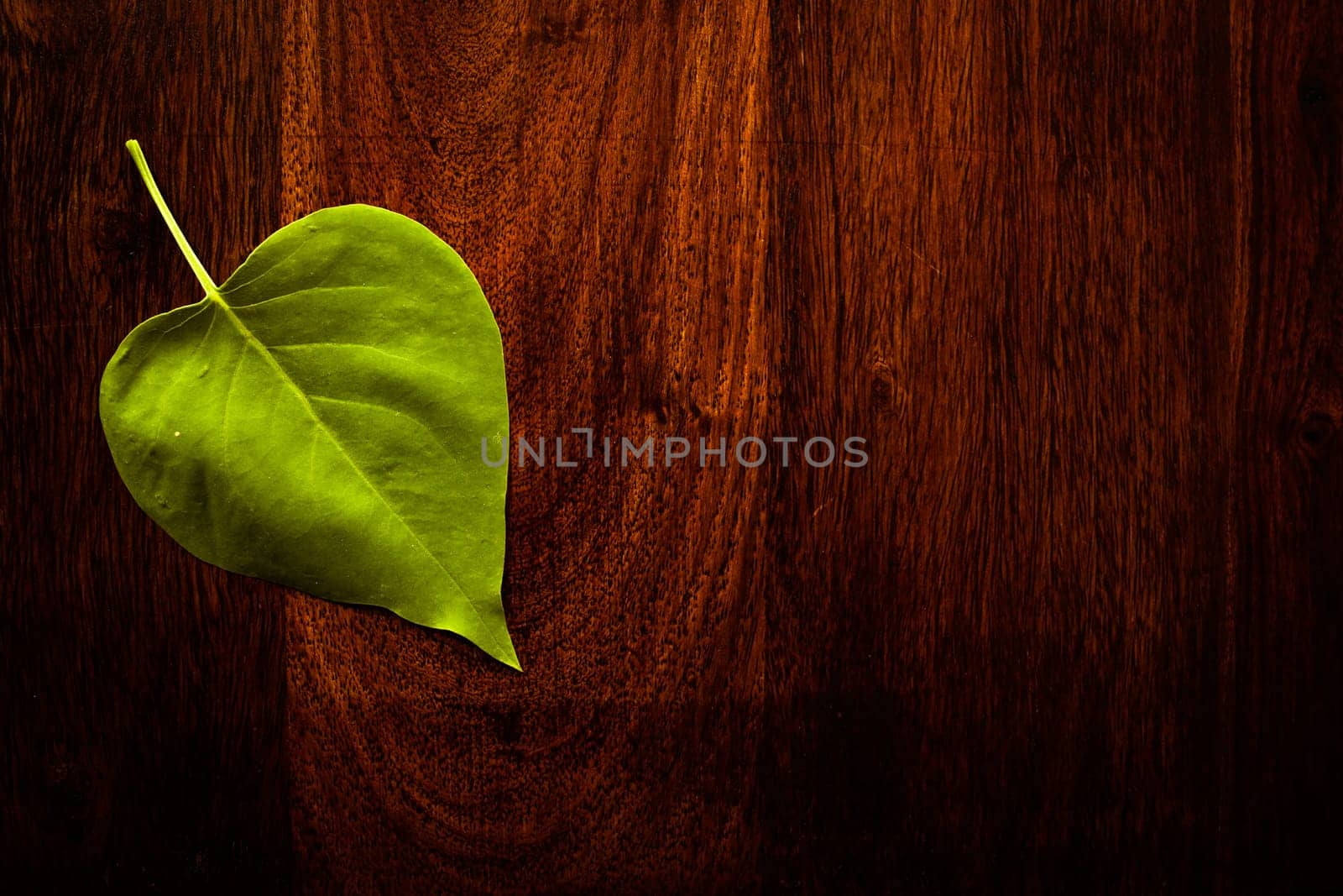 Green leaf on solid dark whood