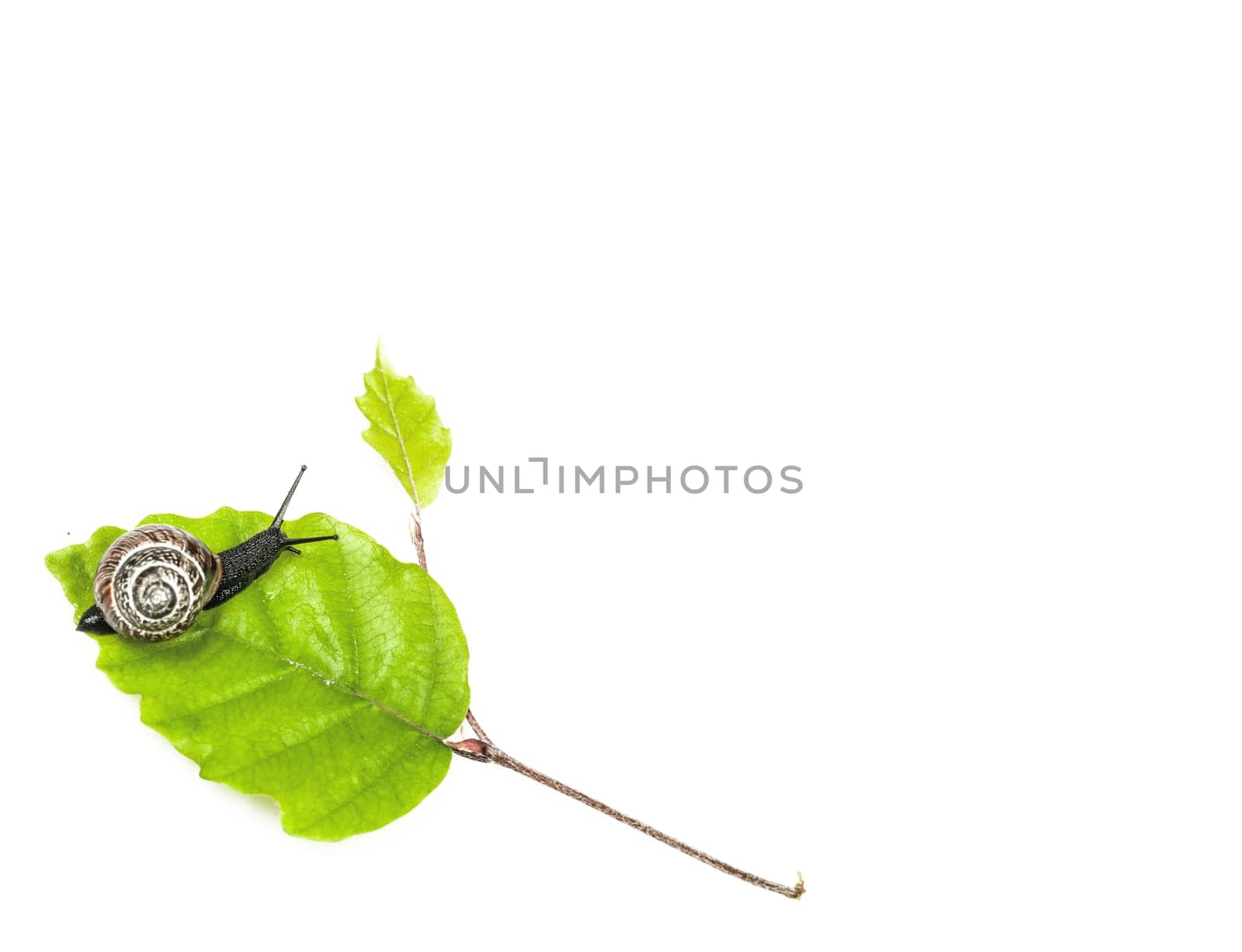 Snail on leaf isolated on white