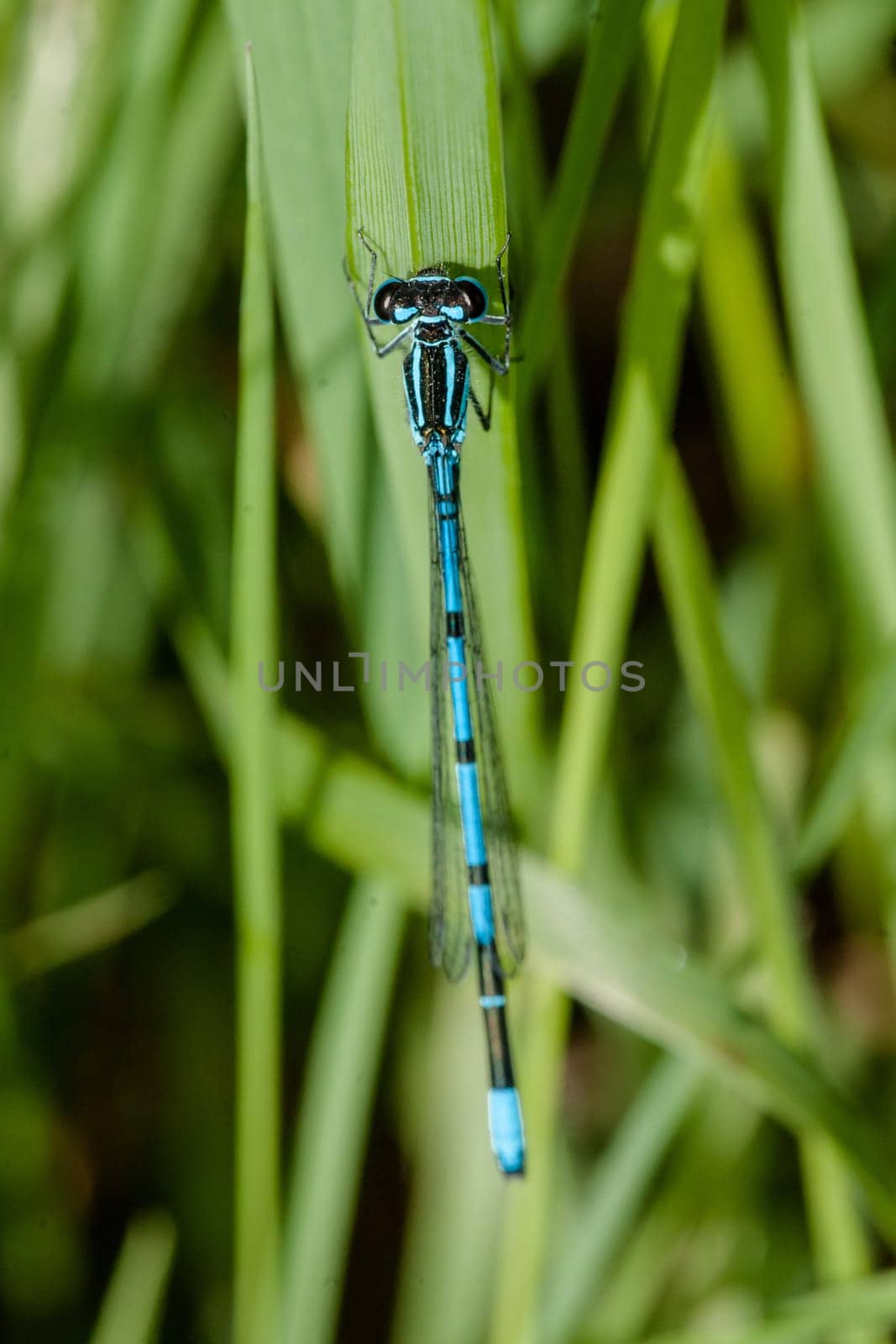 Blue damselfly sitting on a green leaf