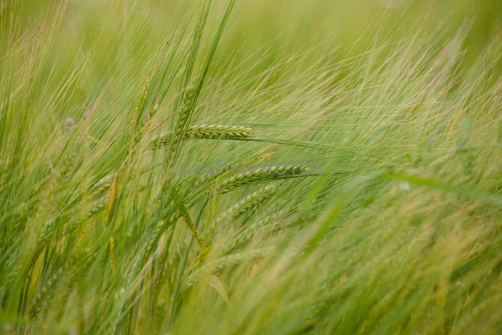 Fresh grown crops on a green field