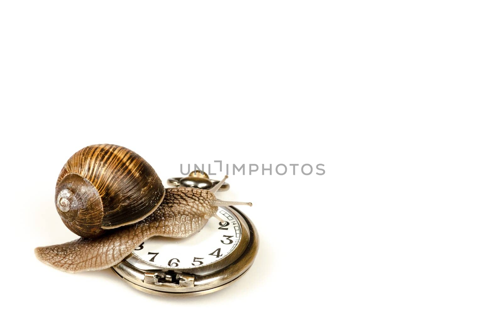 Escargot snail climbing on a vintage clock